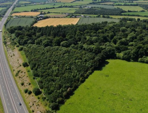 Ballinakelly Wood Community Biodiversity Action Plan